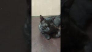 good bad ugly#comedyshorts #kitten