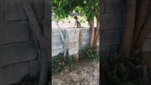 The Good, the Bad,The Ugly Cat Version  #shorts #cats #meme #funnycats #thegoodthebadandtheugly